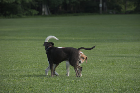20250604_Cats and dog park and flowers__DSC0117_.jpg