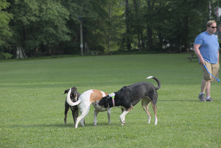20250604_Cats and dog park and flowers__DSC0120_.jpg