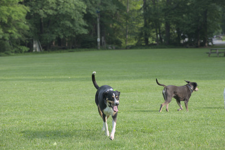 20250604_Cats and dog park and flowers__DSC0129_.jpg