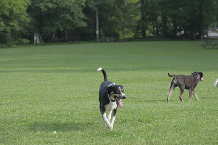 20250604_Cats and dog park and flowers__DSC0130_.jpg