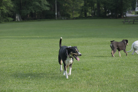 20250604_Cats and dog park and flowers__DSC0131_.jpg