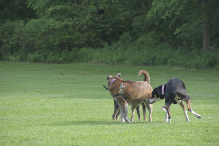 20250604_Cats and dog park and flowers__DSC0141_.jpg