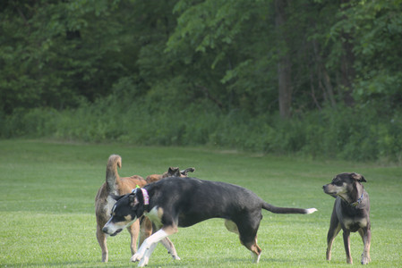 20250604_Cats and dog park and flowers__DSC0143_.jpg