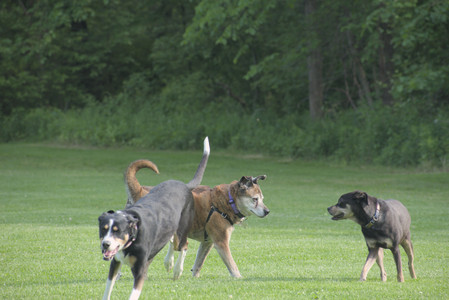 20250604_Cats and dog park and flowers__DSC0144_.jpg