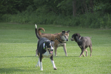 20250604_Cats and dog park and flowers__DSC0146_.jpg