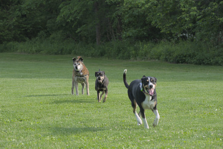 20250604_Cats and dog park and flowers__DSC0149_.jpg