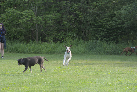 20250604_Cats and dog park and flowers__DSC0152_.jpg