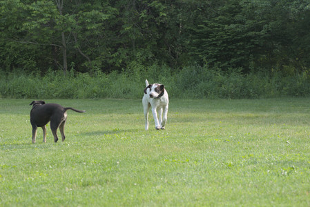 20250604_Cats and dog park and flowers__DSC0153_.jpg