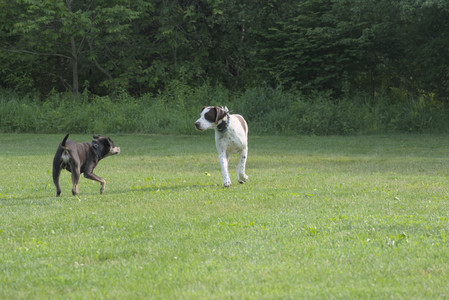 20250604_Cats and dog park and flowers__DSC0155_.jpg