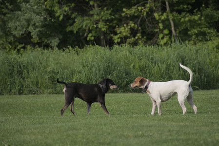 20250604_Cats and dog park and flowers__DSC0181_.jpg
