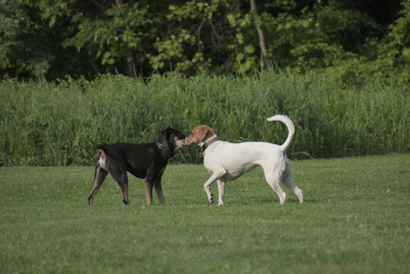 20250604_Cats and dog park and flowers__DSC0183_.jpg