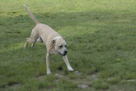 20250604_Cats and dog park and flowers__DSC0186_.jpg