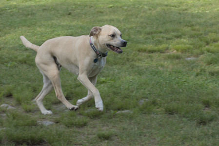 20250604_Cats and dog park and flowers__DSC0187_.jpg