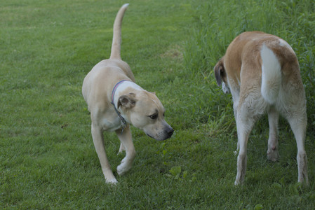 20250604_Cats and dog park and flowers__DSC0190_.jpg