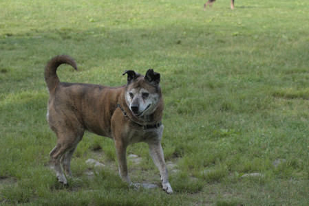 20250604_Cats and dog park and flowers__DSC0193_.jpg