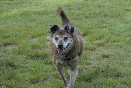 20250604_Cats and dog park and flowers__DSC0196_.jpg