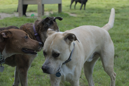 20250604_Cats and dog park and flowers__DSC0200_.jpg