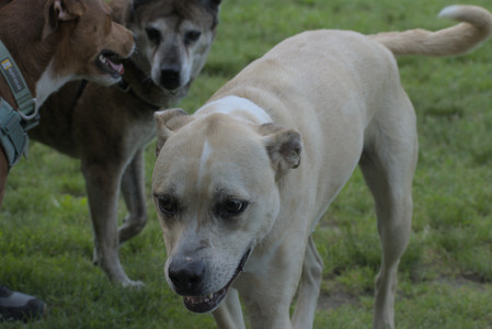 20250604_Cats and dog park and flowers__DSC0202_.jpg