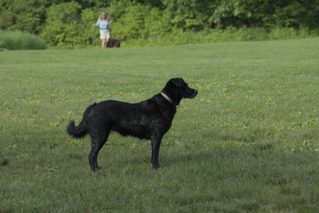 20250604_Cats and dog park and flowers__DSC0210_.jpg