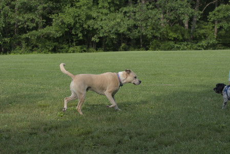 20250604_Cats and dog park and flowers__DSC0217_.jpg