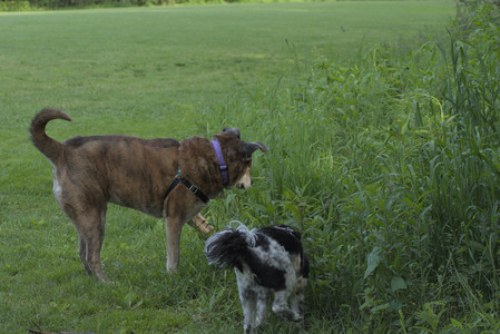 20250604_Cats and dog park and flowers__DSC0224_.jpg