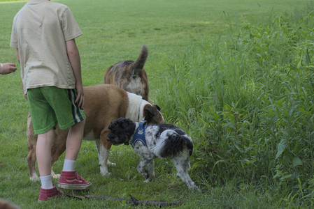 20250604_Cats and dog park and flowers__DSC0225_.jpg