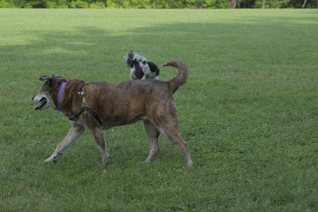 20250604_Cats and dog park and flowers__DSC0226_.jpg