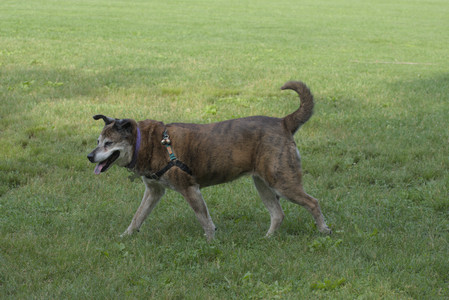 20250604_Cats and dog park and flowers__DSC0228_.jpg