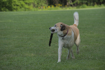 20250604_Cats and dog park and flowers__DSC0246_.jpg