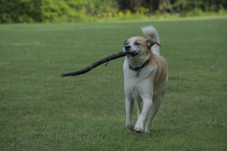 20250604_Cats and dog park and flowers__DSC0247_.jpg