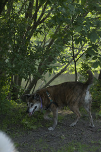 20250604_Cats and dog park and flowers__DSC0249_.jpg