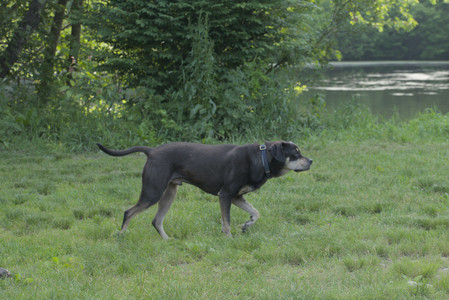 20250604_Cats and dog park and flowers__DSC0261_.jpg