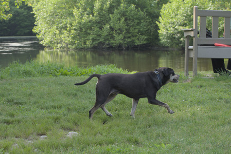 20250604_Cats and dog park and flowers__DSC0267_.jpg