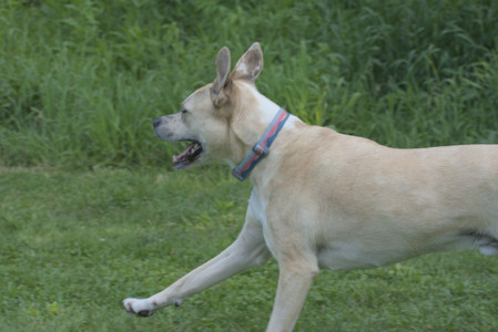 20250604_Cats and dog park and flowers__DSC0270_.jpg