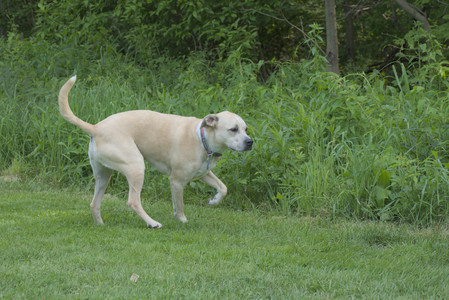 20250604_Cats and dog park and flowers__DSC0273_.jpg