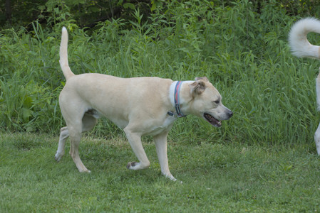 20250604_Cats and dog park and flowers__DSC0280_.jpg