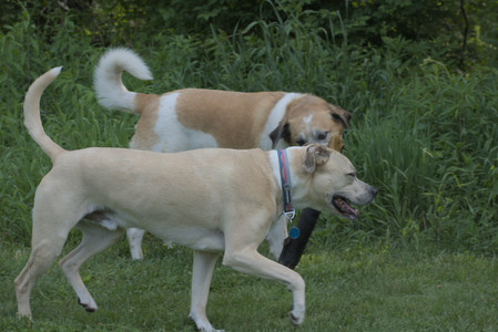 20250604_Cats and dog park and flowers__DSC0282_.jpg