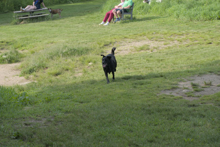 20250604_Cats and dog park and flowers__DSC0284_.jpg