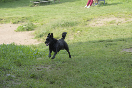 20250604_Cats and dog park and flowers__DSC0287_.jpg