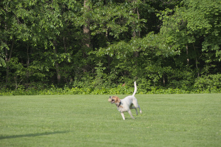 20250604_Cats and dog park and flowers__DSC0288_.jpg