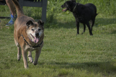 20250604_Cats and dog park and flowers__DSC0296_.jpg