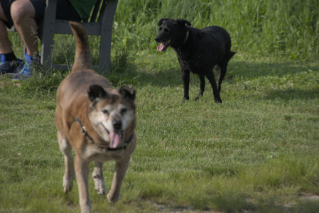 20250604_Cats and dog park and flowers__DSC0298_.jpg