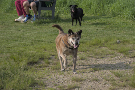 20250604_Cats and dog park and flowers__DSC0299_.jpg