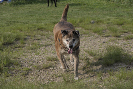 20250604_Cats and dog park and flowers__DSC0302_.jpg