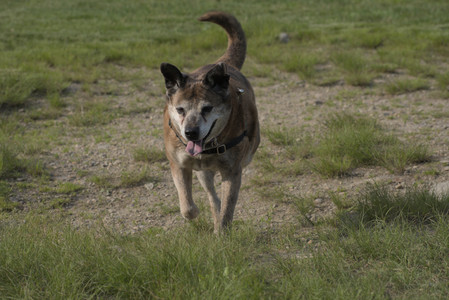 20250604_Cats and dog park and flowers__DSC0304_.jpg