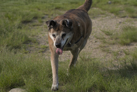 20250604_Cats and dog park and flowers__DSC0307_.jpg