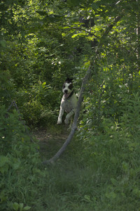 20250604_Cats and dog park and flowers__DSC0308_.jpg