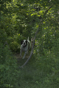 20250604_Cats and dog park and flowers__DSC0309_.jpg