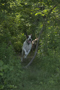 20250604_Cats and dog park and flowers__DSC0310_.jpg