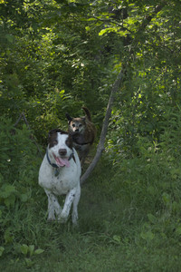 20250604_Cats and dog park and flowers__DSC0312_.jpg